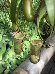 Nepenthaceae