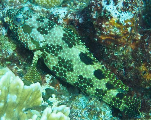 Epinephelus spilotoceps observed 2026-06-10