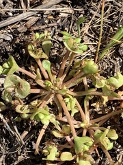 Claytonia rubra