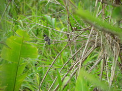 Sporophila morelleti