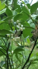 Apis dorsata breviligula