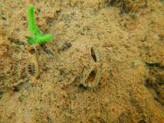 Alasmidonta varicosa