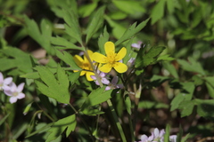 Ranunculus hispidus nitidus