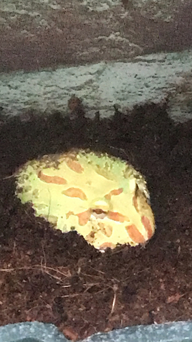 Chacoan Horned Frog, Ceratophrys cranwelli