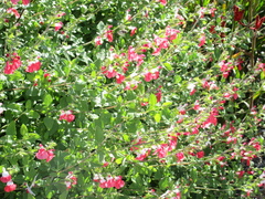Salvia