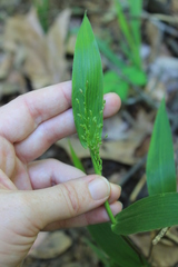 Dichanthelium commutatum