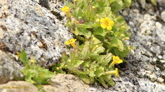 Erythranthe geniculata