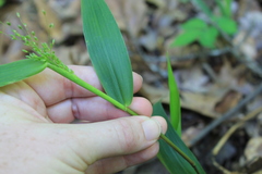 Dichanthelium commutatum