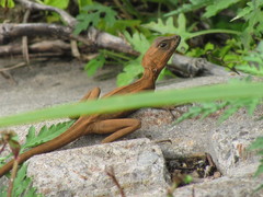 Basiliscus vittatus