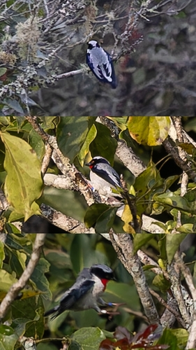 Cherry-throated Tanager (Nemosia rourei), photo 10
