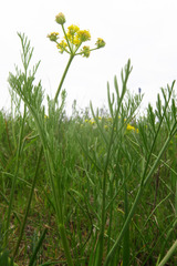 Lomatium bradshawii
