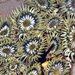 Aggregating Anemone - Photo (c) Chris Mallory, some rights reserved (CC BY-NC)