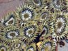 Aggregating Anemone - Photo (c) C. Mallory, some rights reserved (CC BY-NC), uploaded by C. Mallory