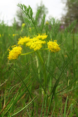 Lomatium bradshawii