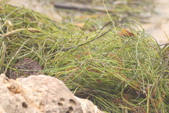 Phyllospadix torreyi, photograph (c) Riju, some rights reserved (CC BY)