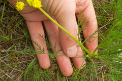 Lomatium bradshawii