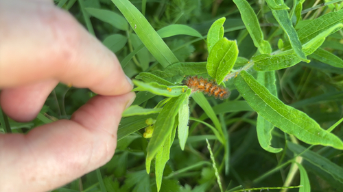 Unexpected Cycnia Moth