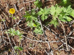 (c) Urgamal Magsar, some rights reserved (CC BY) Geranium pseudosibiricum, photograph (c) Urgamal Magsar, some rights reserved (CC BY)