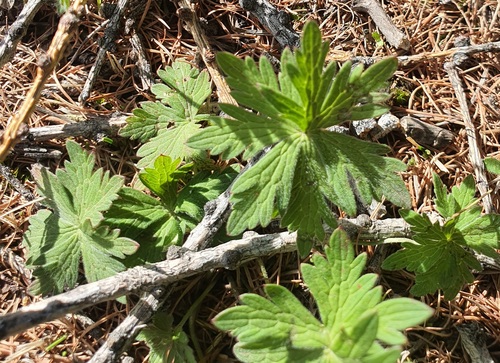 Geranium pseudosibiricum, photograph 1