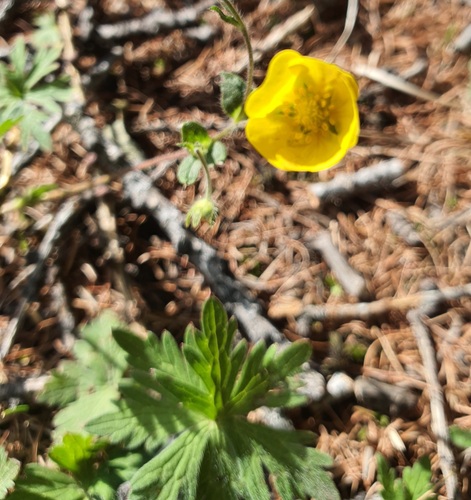 Geranium pseudosibiricum, photograph 3