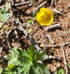 (c) Urgamal Magsar, some rights reserved (CC BY) Geranium pseudosibiricum, photograph (c) Urgamal Magsar, some rights reserved (CC BY)
