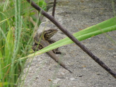 Sceloporus variabilis