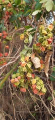 Paullinia fuscescens