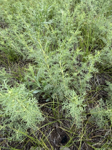 Artemisia adamsii