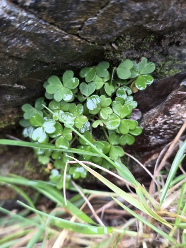 Oxalis magellanica, photograph 2