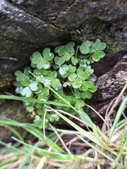 author not stated, no rights reserved Oxalis magellanica, photograph author not stated, no rights reserved