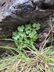 author not stated, no rights reserved Oxalis magellanica, photograph author not stated, no rights reserved