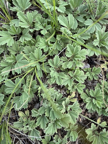stemless cinquefoil