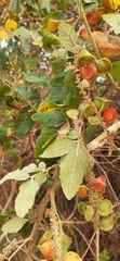 Paullinia fuscescens