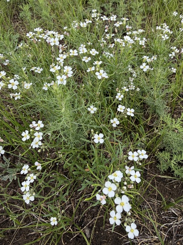 Dontostemon pinnatifidus