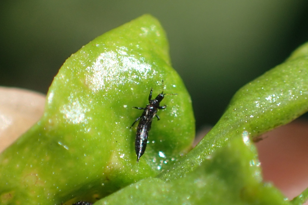 Naio Thrips