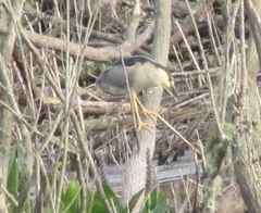 Nycticorax nycticorax image