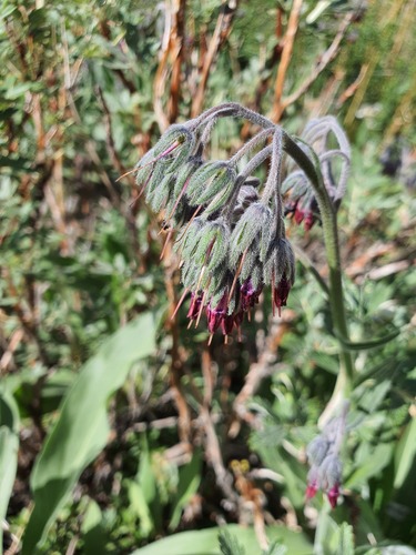 Lindelofia stylosa, photograph 6