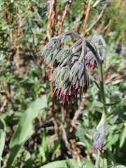 Lindelofia stylosa, photograph Urgamal Magsar, CC BY, iNaturalist via GBIF