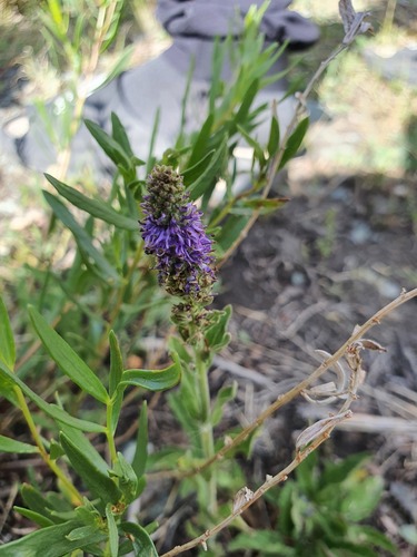 Veronica porphyriana, photograph 6