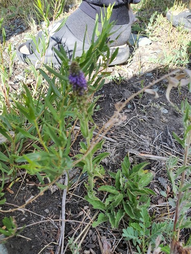 Veronica porphyriana, photograph 5