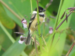 Sporophila morelleti