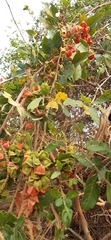Paullinia fuscescens
