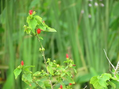 Malvaviscus arboreus