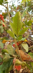 Paullinia fuscescens
