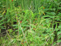 Malvaviscus arboreus