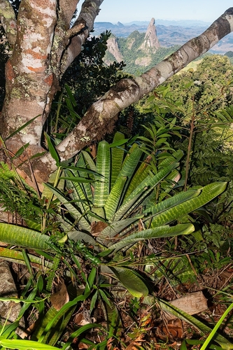 Vriesea fosteriana