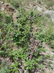 Cotoneaster uniflorus