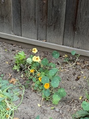 Tropaeolum majus