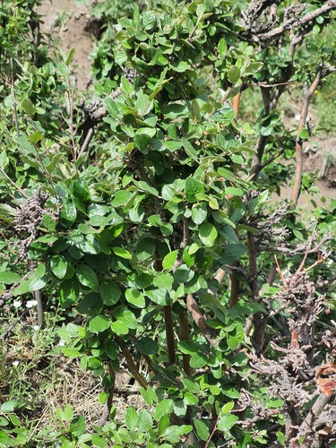 Cotoneaster uniflorus, photograph 4