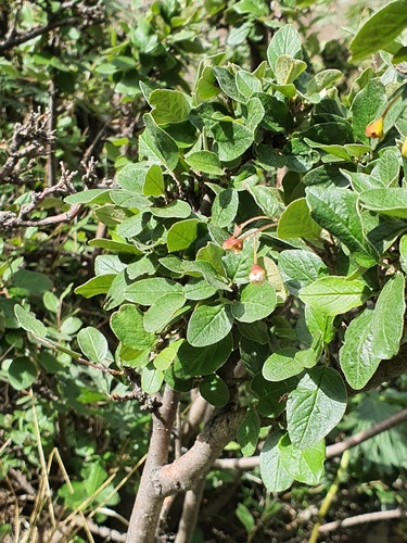 Cotoneaster uniflorus, photograph 5